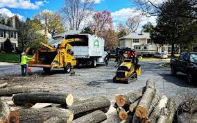 Best Tree Preservation Services  in Potomac Park, CA